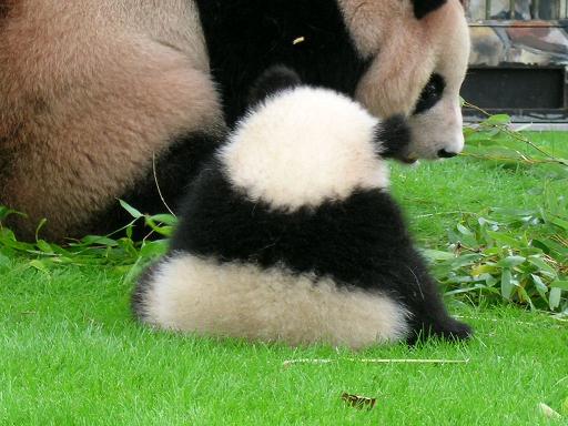 Panda 徒然なる日々